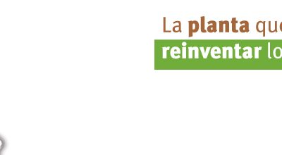 Estevia: la planta que puede reinventar los dulces